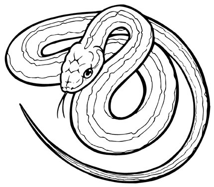 snakes drawing